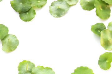 Fototapeta premium Fresh green pannywort plant leaves on a white background.
