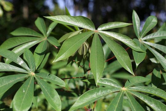 Green leaves of cassava plant