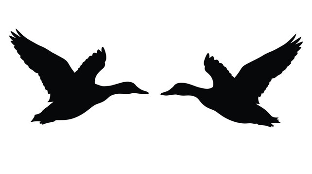 Two flying ducks face each other in a dark silhouette