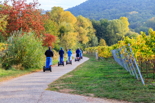 Tourists ride segways in a vineyard path during autumn near a forested mountain in the late afternoon light