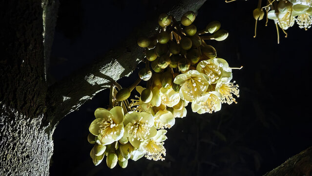 Durian flowers are opening in the late afternoon til the night.