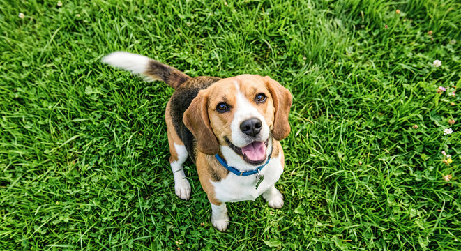 Beagle sitting on fresh grass and smiling up at the camera in daylight.generative AI