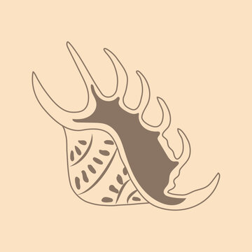 Spider conch sea shell line art illustration in minimalist style.
