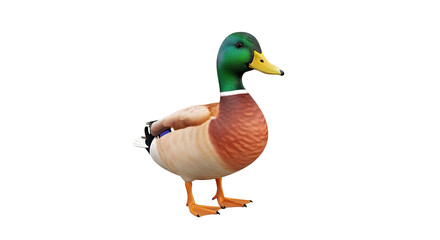 Obraz premium Mallard Duck