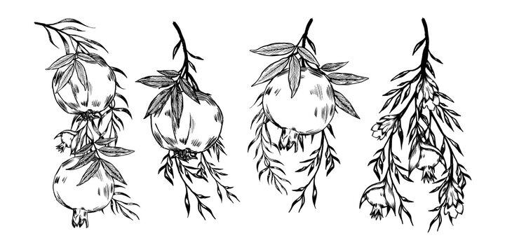 Collection Of Detailed Pomegranate Illustrations Arranged Systematically For Pattern Or Informational Use