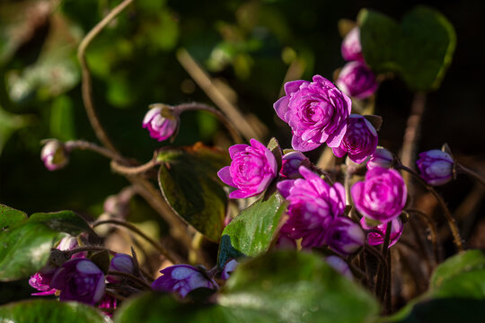 A quiet moment of early spring&mdash;delicate pink Hepatica blossoms unfurl in warm sunlight. Vibrant pink double Hepatica flowers (Hepatica nobilis &lsquo;Rubra Plena&rsquo;) blooming in early spring. 
