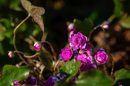 A quiet moment of early spring&mdash;delicate pink Hepatica blossoms unfurl in warm sunlight. Vibrant pink double Hepatica flowers (Hepatica nobilis &lsquo;Rubra Plena&rsquo;) blooming in early spring. 