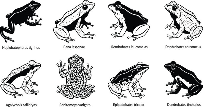 Frog species illustration set, amphibian wildlife collection, detailed frog silhouettes and patterns, nature animal icons isolated on white background design