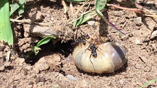 

Teamwork in nature: Ants hunting and dragging a big grub #001
학명:Black ants

ion in soil