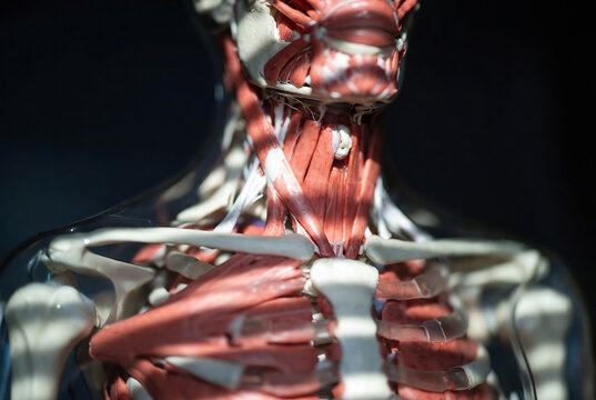 A human anatomical model of the neck and upper torso is displayed, showcasing muscle structure.