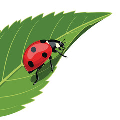 Fototapeta premium Ladybug on Green Leaf Vector Illustration, Cute Ladybird Beetle Insect on Foliage Isolated on White Background