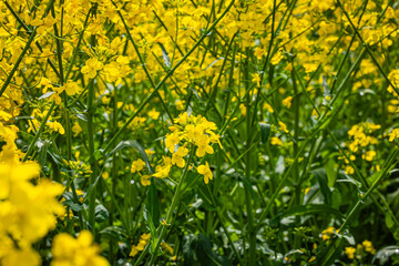 Fototapeta premium Fields of Yellow Flowers Bloom Brightly in a Sunny Landscape With Green Stems Under a Clear Blue Sky