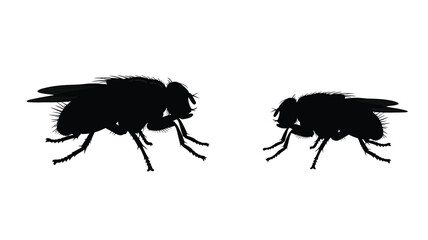 Two black flies depicted in detailed shadow a striking silhouette © Md