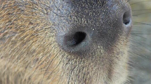 Close up nose of capybara.