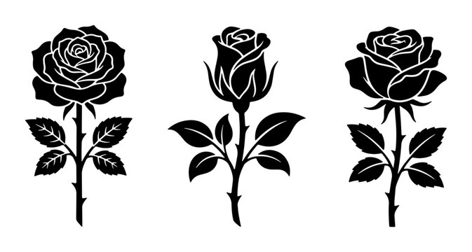 set of black and white roses