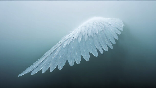 Single wing in blue mist calm abstract composition