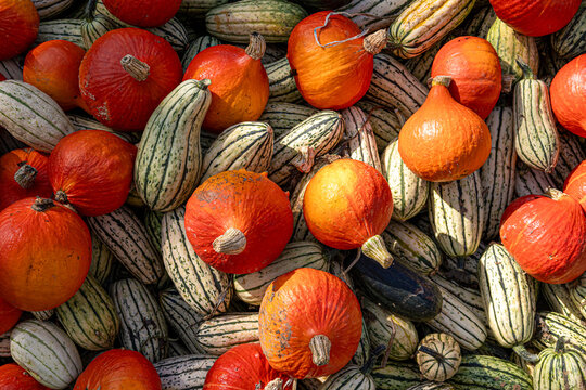 Mix of pumpkins of different sizes and colors. Background