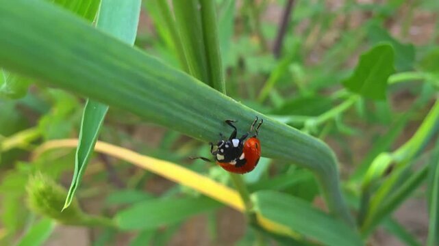 Macro Shot of Ladybug Walking Upside Down on a Green Plant Stem. An extreme close-up of a red ladybug (Seven-spot ladybird) skillfully crawling underneath a green plant stem.