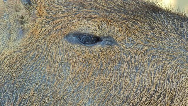 Close up eye of capybara.