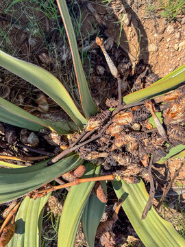 Welwitschia mirabilis close up of seeds. Skeleton Coast Park Namibia.