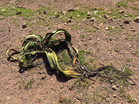 The Welwitschia mirabilis. Skeleton Coast Park Namibia.