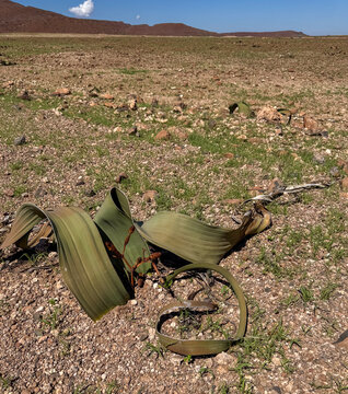 The national plant of Namibia: Welwitschia mirabilis. Skeleton Coast Park Namibia.