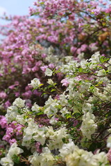 Obraz premium Close-up of pink and white bougainvillea flowers with beautiful bokeh background.