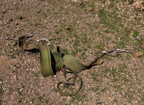 Welwitschia mirabilis - Skeleton Coast Park Namibia.