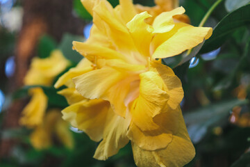 Fototapeta premium yellow hibiscus flowers in garden