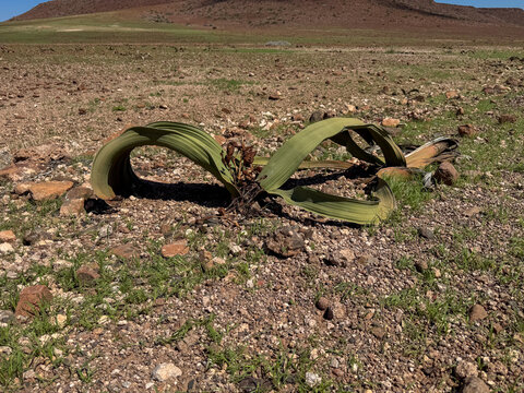 Welwitschia mirabilis plant. Skeleton Coast Park Namibia.