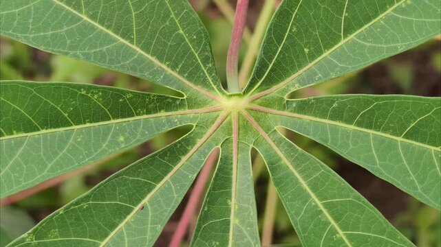 close up of cassava leaves