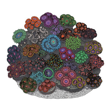 Colorful zoanthids in a saltwater tank arrangement with coral  