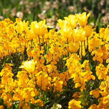 spring flowers