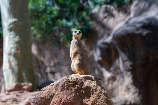 Suri