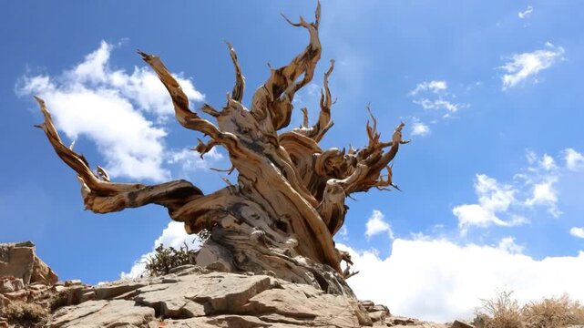 Ancient Bristlecone pine tree with blue sky and clouds passing overhead. 