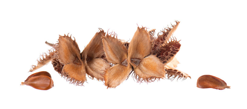 Beechnuts seeds isolated on white background. European beech nuts or Fagus sylvatica. Clipping path.