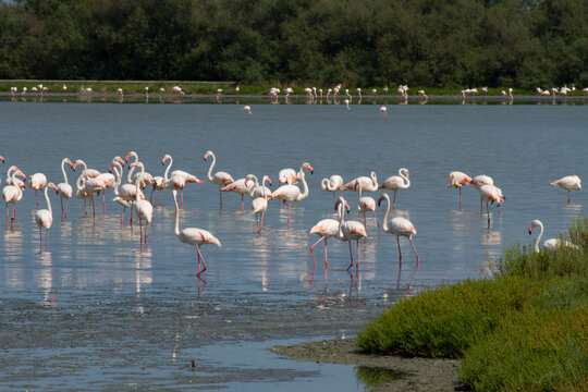 Fenicotteri Rosa nelle Valli di Comacchio pianura padana delta del po