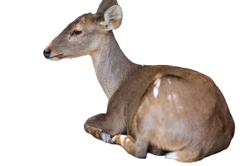Fototapeta premium Female roe deer doe isolated on white background, a cute young wild animal with brown fur and large ears commonly found in the forest or park nature wildlife
