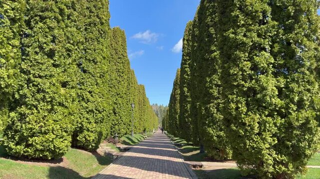 Video of beautiful alley of thuja trees with walking path frames Valley of Roses in Kislovodsk Nature Park at altitude of 915 meters above sea level on sunny day. Travels and outdoors