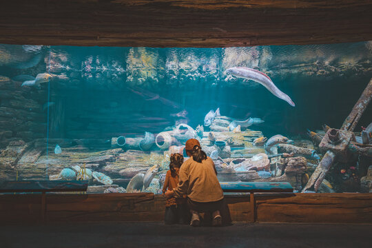 Asian mother and toddler daughter watching moray eels in a large aquarium tank. Cinematic shot of family bonding and curiosity during an educational weekend trip to a sea life center.