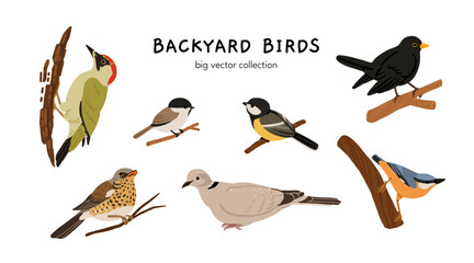Ukrainian birds big vector collection with blackbird, bullfinch, chaffinch, greenfinch, jay, sparrow, blue tit, nuthatch, woodpecker. Flat illustration of forest and garden species © tanyabosyk