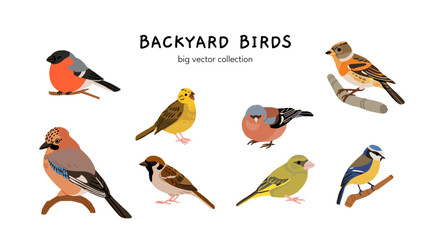 Ukrainian birds big vector collection with blackbird, bullfinch, chaffinch, greenfinch, jay, sparrow, blue tit, nuthatch, woodpecker. Flat illustration of forest and garden species © tanyabosyk