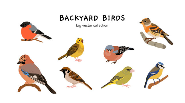 Ukrainian birds big vector collection with blackbird, bullfinch, chaffinch, greenfinch, jay, sparrow, blue tit, nuthatch, woodpecker. Flat illustration of forest and garden species