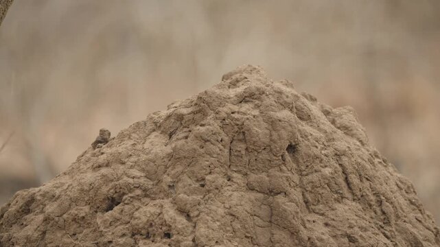 Termite mound close up in Kruger National Park, South Africa, showing eroded clay architecture and cracked soil texture in dry savanna habitat, shallow depth of field.
