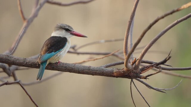 Brown hooded kingfisher in slow motion cocks its head like questioning, then straightens while perched on a bare branch in Kruger National Park, South Africa.
