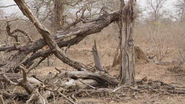 Termite mound revealed in Kruger National Park as camera pans right past dead trees in dry savanna woodland, slow motion establishing shot for wildlife habitat context.