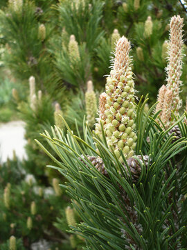 Coniferous Spring Bloom