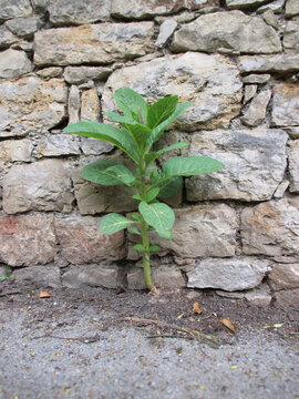 Sapling Against Stone Wall
