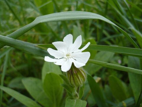Delicate White Bloom Amidst Green Foliage