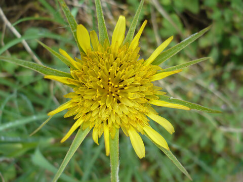 Composite Yellow Wildflower Bloom
